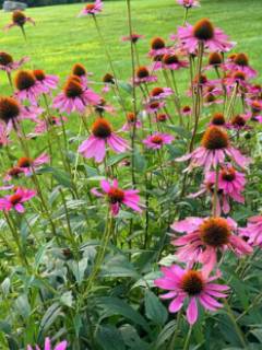 Purple Coneflower
